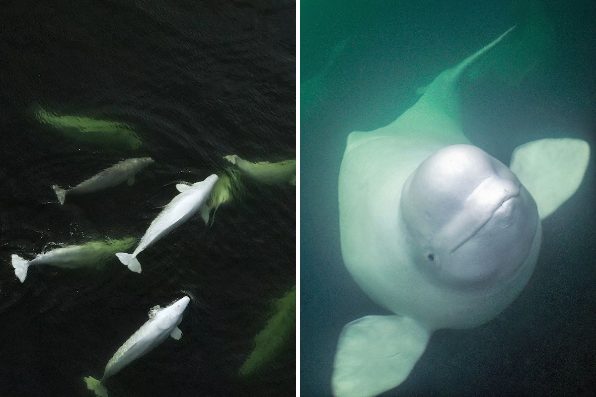 Canada-Beluga-Whales-Frontiers