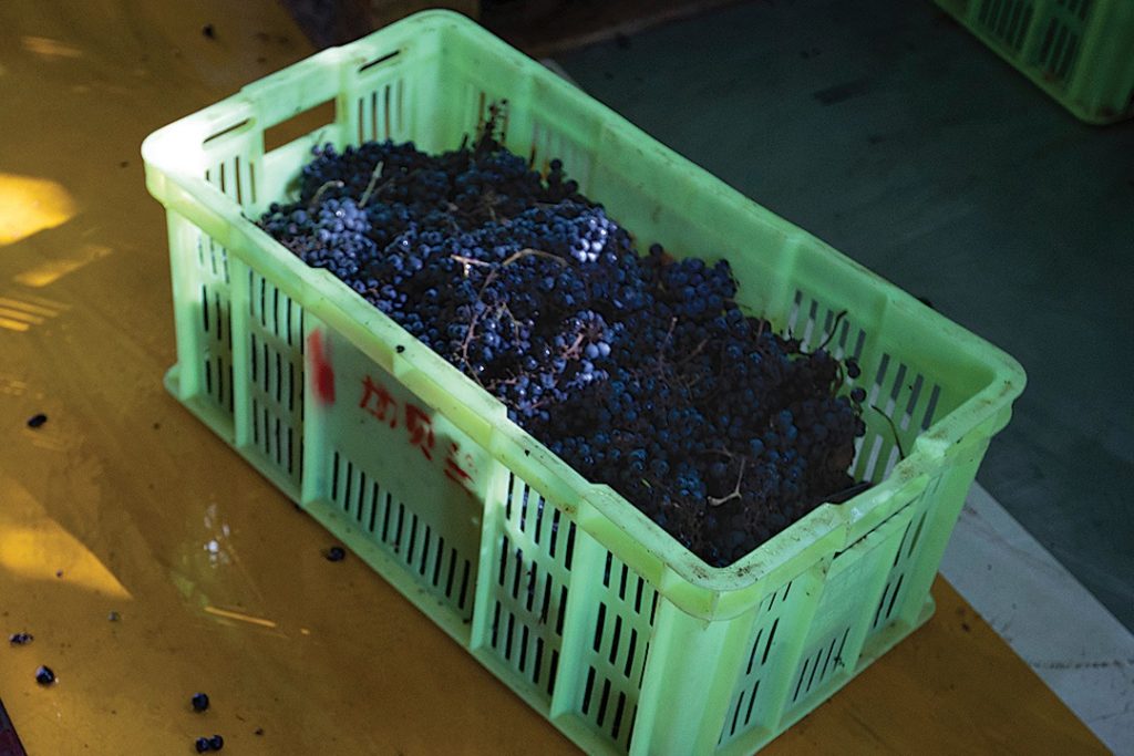 A crate of cabernet sauvignon grapes awaiting to be sorted at a winery.