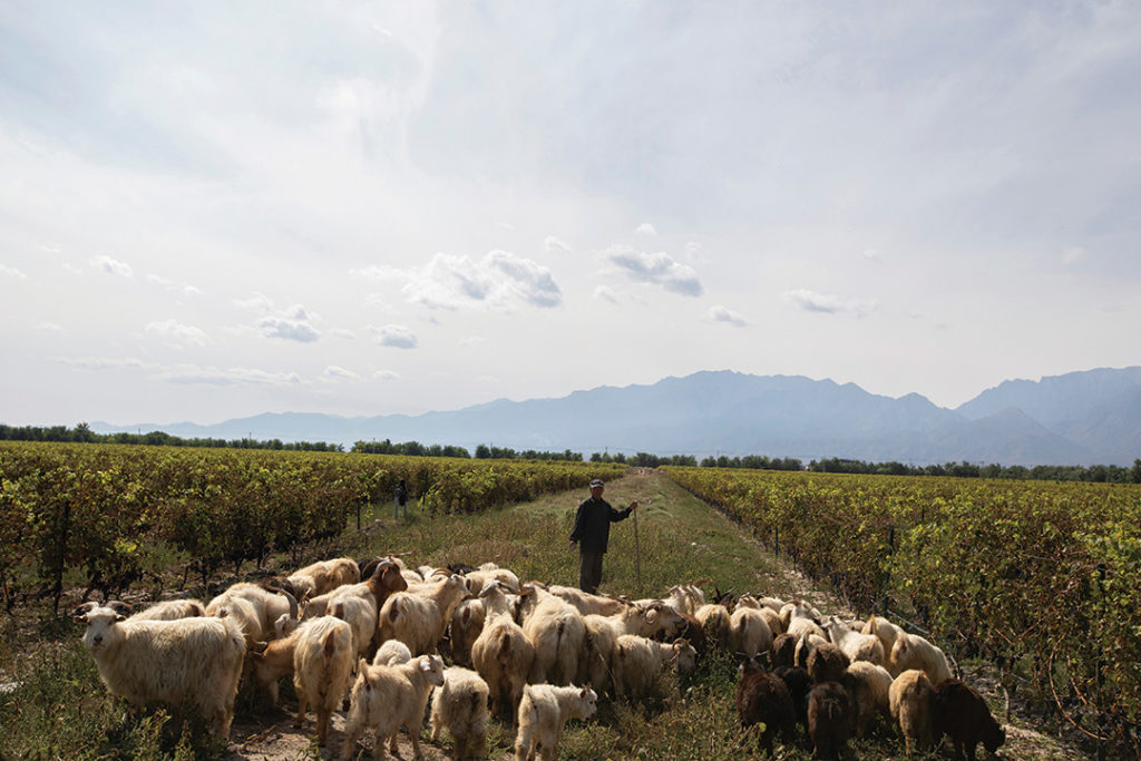 Goats providing an all-natural approach to weed control in a vineyard outside Yinchuan.