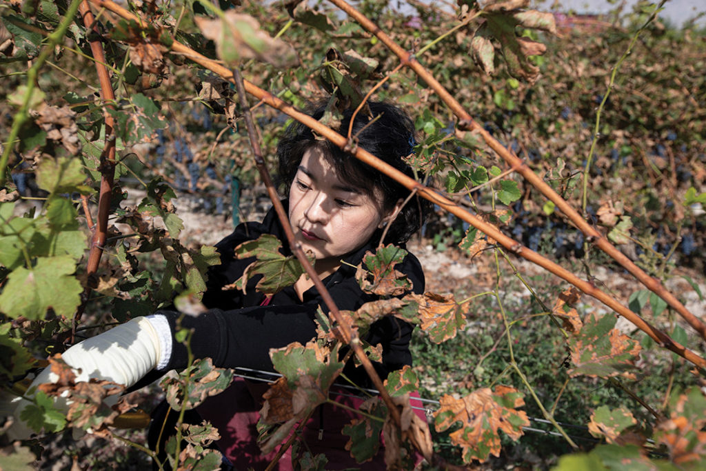 Picking grapes by hand in Ningxia.